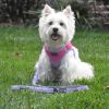 Soft Pull Traffic Dog Leash - Red