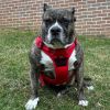 Venture Paw PULL CONTROL Harness - Crimson -          Made with tough Outer Duck Fabric and Soft Mesh Lining. No Pulling / Front and Top D-Ring