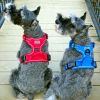 Venture Paw PULL CONTROL Harness - Crimson -          Made with tough Outer Duck Fabric and Soft Mesh Lining. No Pulling / Front and Top D-Ring